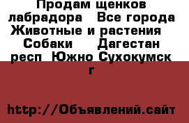 Продам щенков лабрадора - Все города Животные и растения » Собаки   . Дагестан респ.,Южно-Сухокумск г.